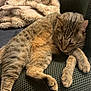 animal, blanket, cat, chair, comfort, cozy, cute, feline, fur, furniture, home, indoor, paw, pet, relaxed, resting, sleepy, tabby, texture, whiskers