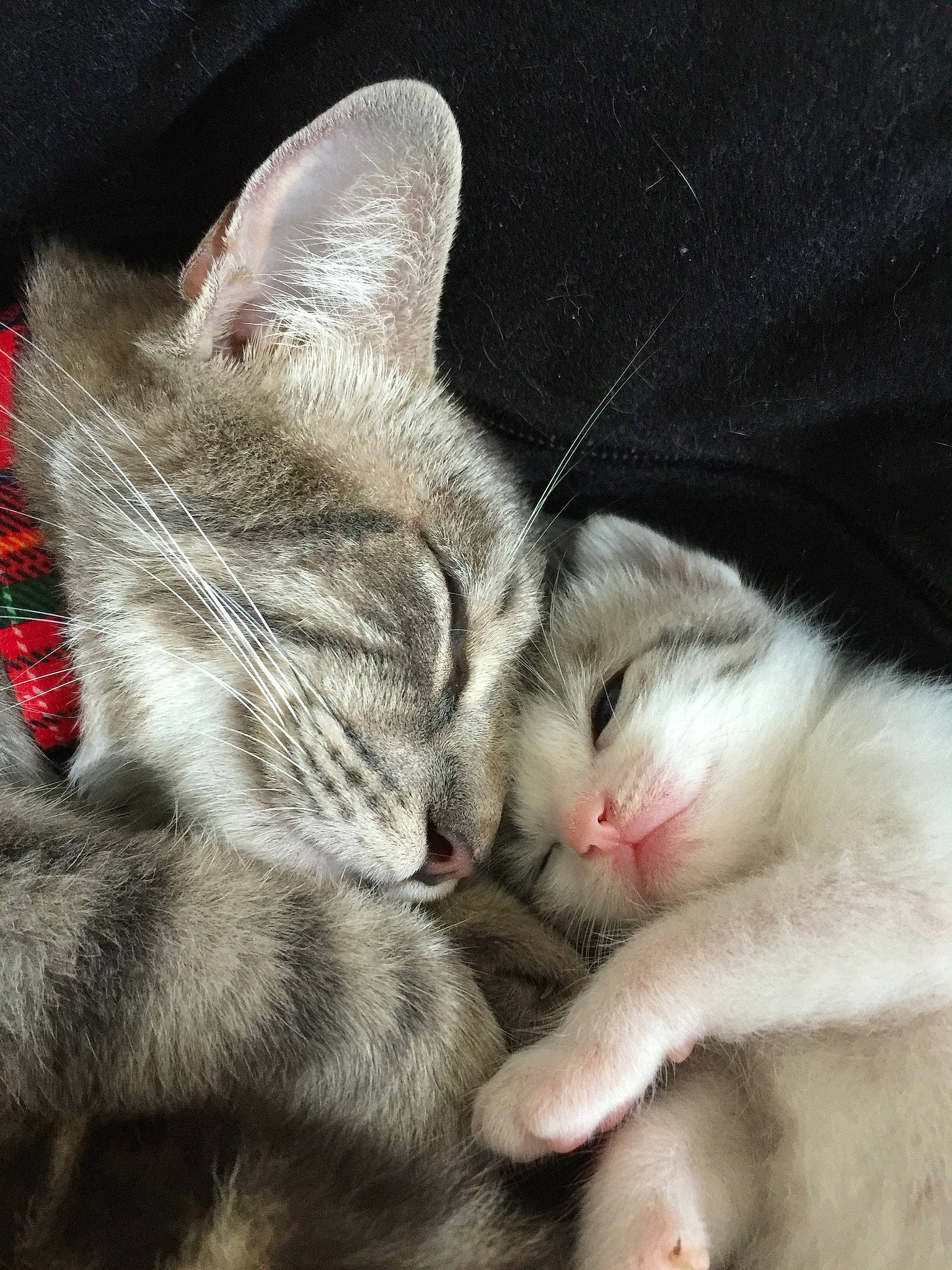 Soquette participe au concours pour gagner de l'argent avec cette photo : carnivore, cat, claw, close_up, comfort, domestic_short_haired_cat, fawn, felidae, foot, fur, nap, paw, sleep, small_to_medium_sized_cats, snout, tail, whiskers