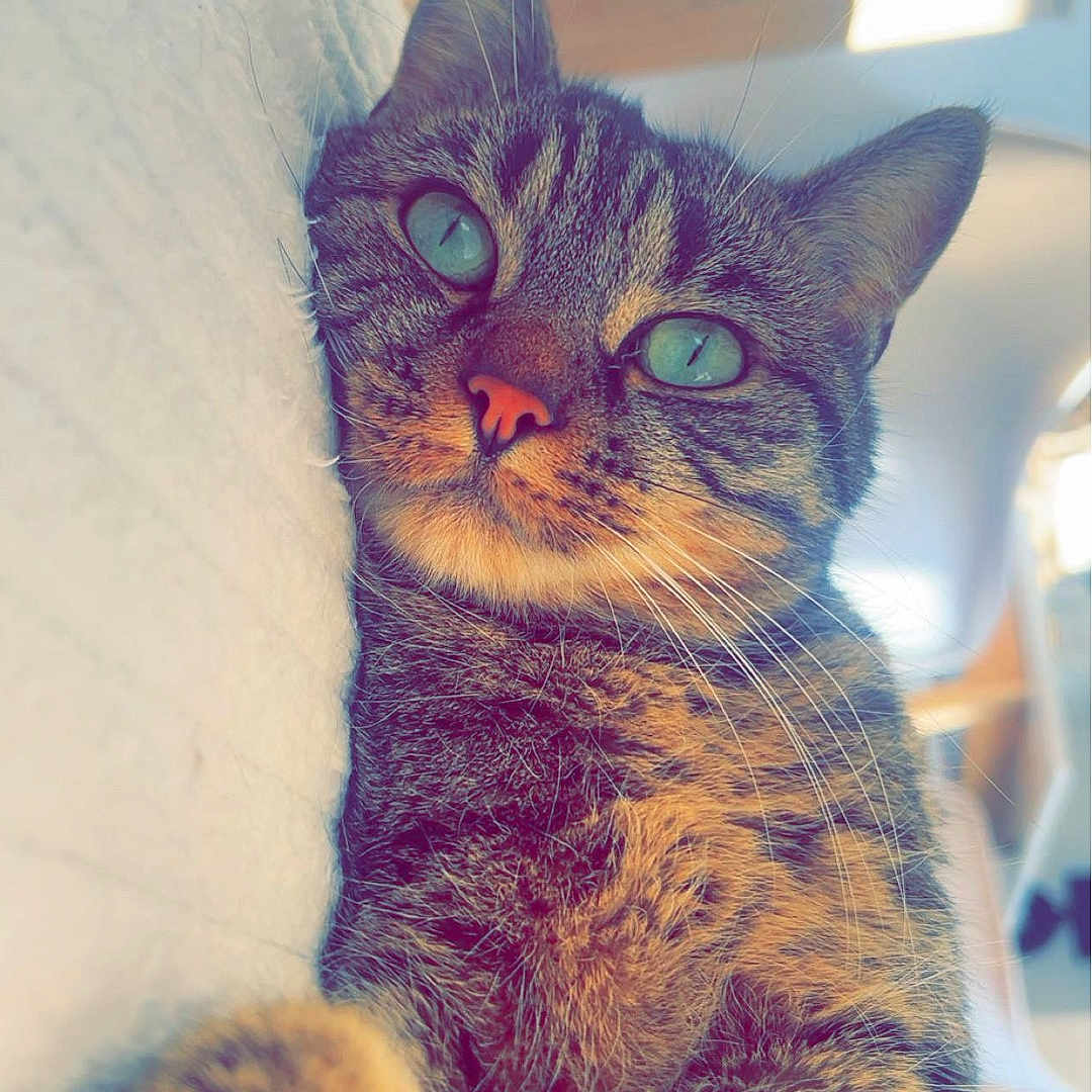 Tipy