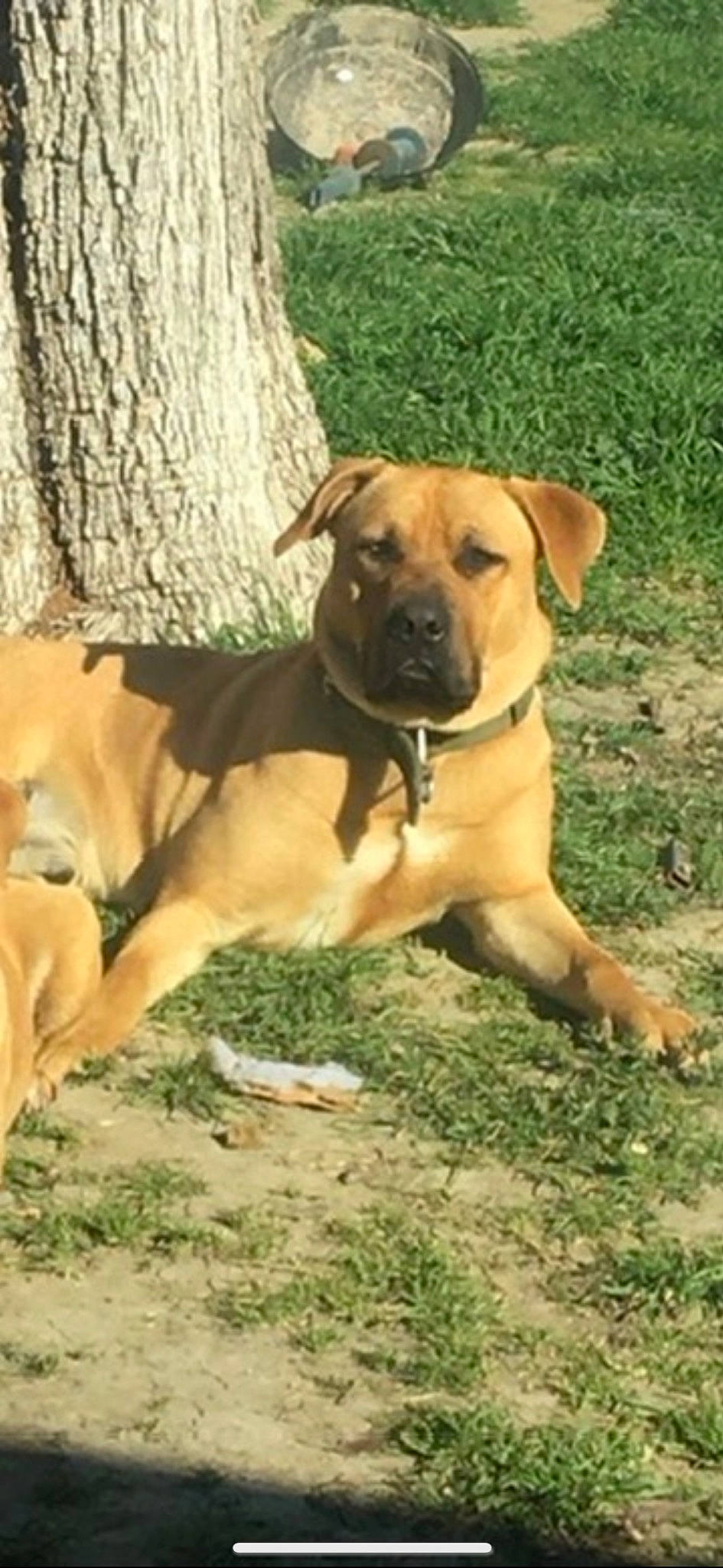 Chico is registered to the contest to win money with this photo: ancient_dog_breeds, carnivore, collar, companion_dog, dog, dog_breed, dog_collar, fawn, grass, guard_dog, hound, plant, snout, sporting_group, tail, terrestrial_animal, tree, trunk, wood, working_dog