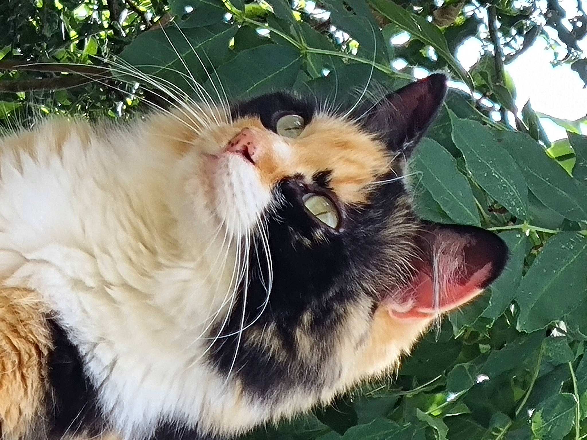 Minette