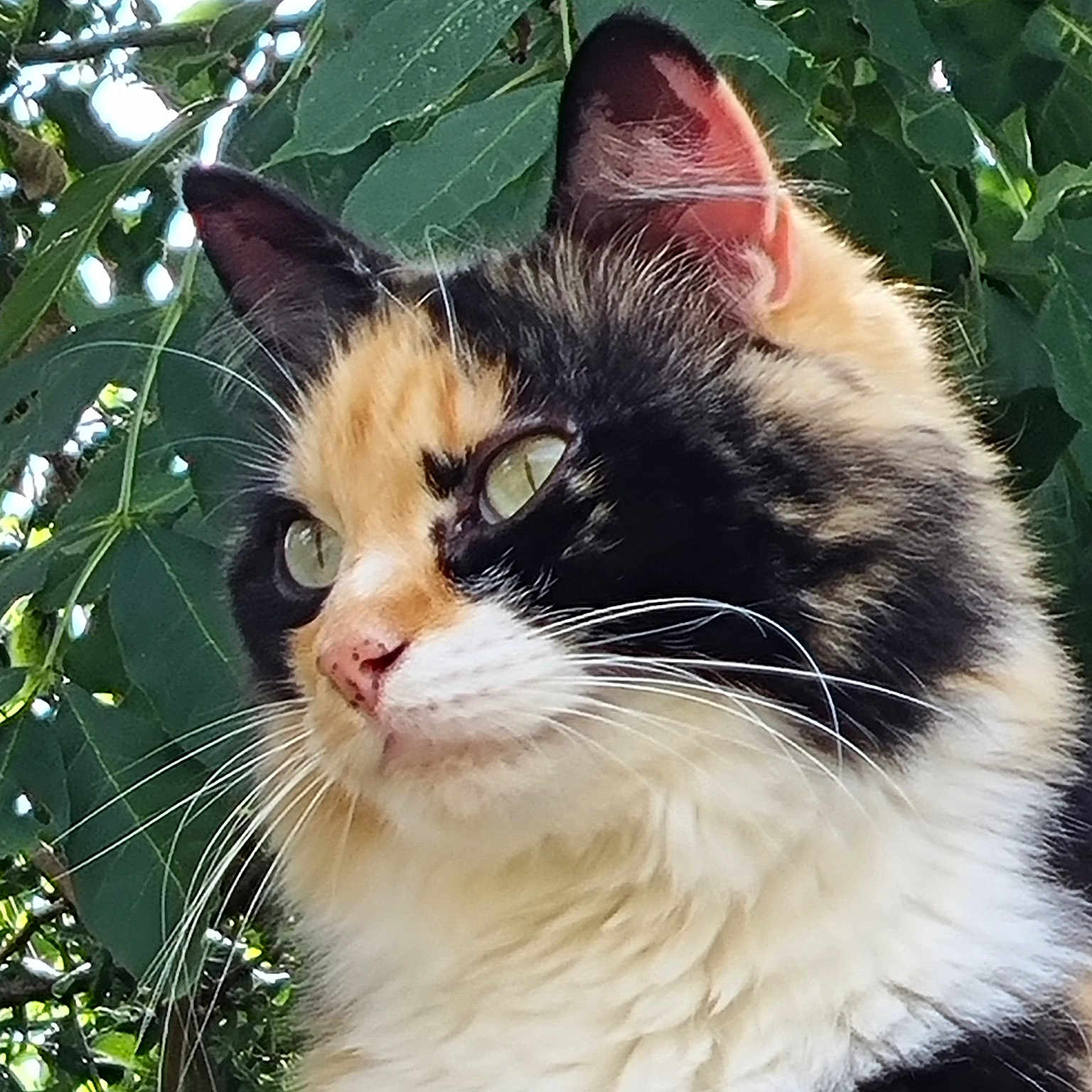 Minette