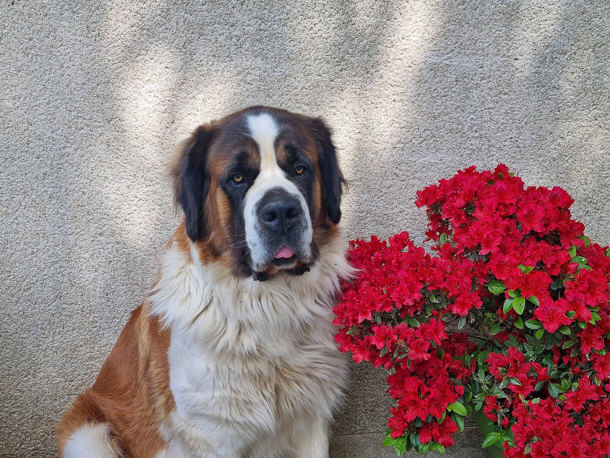 Duchesse