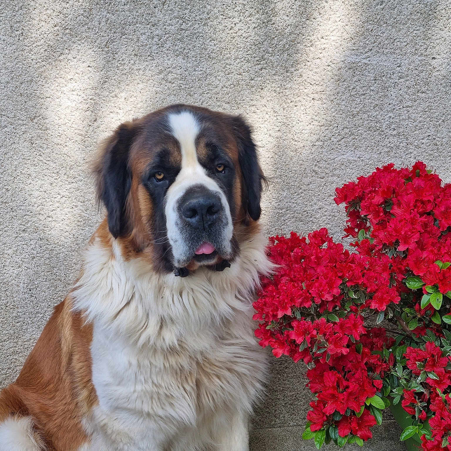 Duchesse