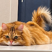 Vincent Van Ghoul joined the competition — help win amazing prizes! cat, orange_cat, fluffy, pet, animal, indoor, lying_down, tail_up, fur, green_eyes, face, whiskers, cute, relaxed, close_up, domestic_cat, table, portrait, feline, resting