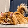cat, orange_cat, fluffy, pet, animal, indoor, lying_down, tail_up, fur, green_eyes, face, whiskers, cute, relaxed, close_up, domestic_cat, table, portrait, feline, resting