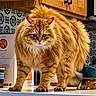 Vincent Van Ghoul joined the competition — help win amazing prizes! cat, orange_tabby, fluffy, fur, kitchen, counter, cabinet, tile, pattern, pet, animal, whiskers, paws, domestic, indoor, curious, closeup, portrait, feline, cute