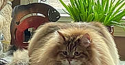 Vincent Van Ghoul is registered to the contest to win money with this photo: cat, fluffy, indoor, plant, window, stone_surface, decor, animal, pet, feline, long_hair, relaxed, brown, greenery, sculpture, cozy, table, resting, cute, domestic
