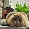 cat, fluffy, indoor, plant, window, stone_surface, decor, animal, pet, feline, long_hair, relaxed, brown, greenery, sculpture, cozy, table, resting, cute, domestic