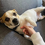 Simba participe au concours pour gagner de l'argent avec cette photo : dog, pet, small_dog, couch, indoor, paw, hand, white_fur, brown_fur, collar, curious, affection, trust, cozy, closeup, laying_down, expression, companion, domestic_animal, resting