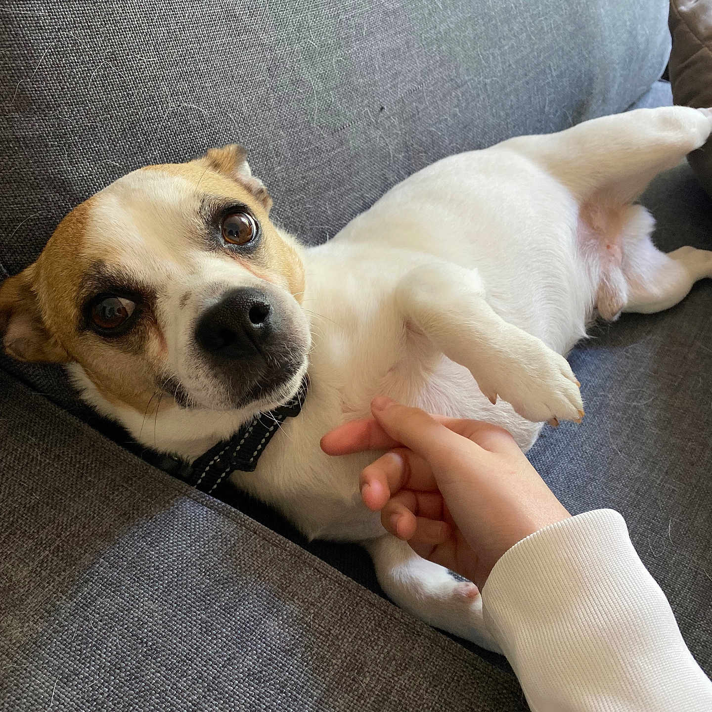 Simba participe au concours pour gagner de l'argent avec cette photo : dog, pet, small_dog, couch, indoor, paw, hand, white_fur, brown_fur, collar, curious, affection, trust, cozy, closeup, laying_down, expression, companion, domestic_animal, resting