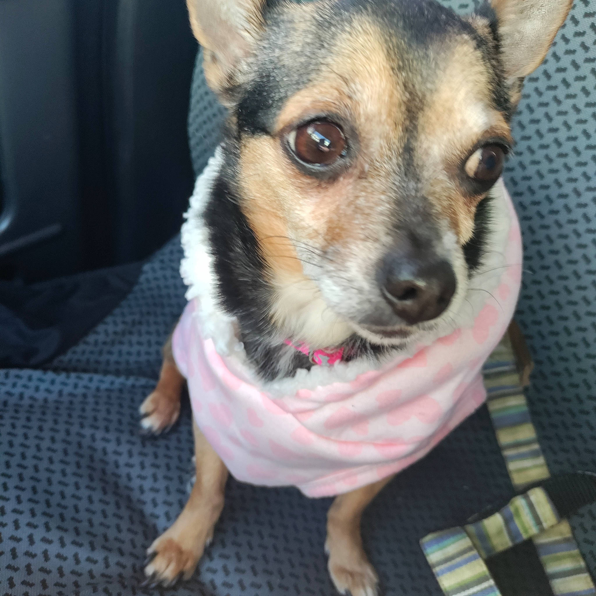 Peanut joined the competition — help win amazing prizes! canidae, carnivore, collar, companion_dog, corgi_chihuahua, dog, dog_breed, dog_supply, ear, fawn, fur, pattern, plaid, puppy, snout, sporting_group, tartan, toy_dog, whiskers, working_animal