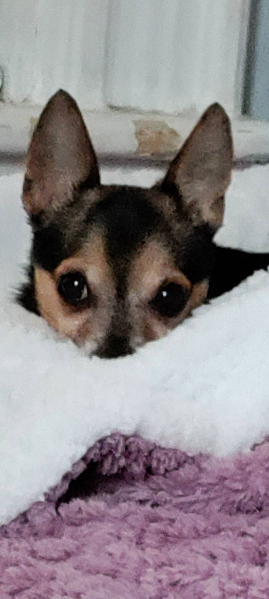 Peanut