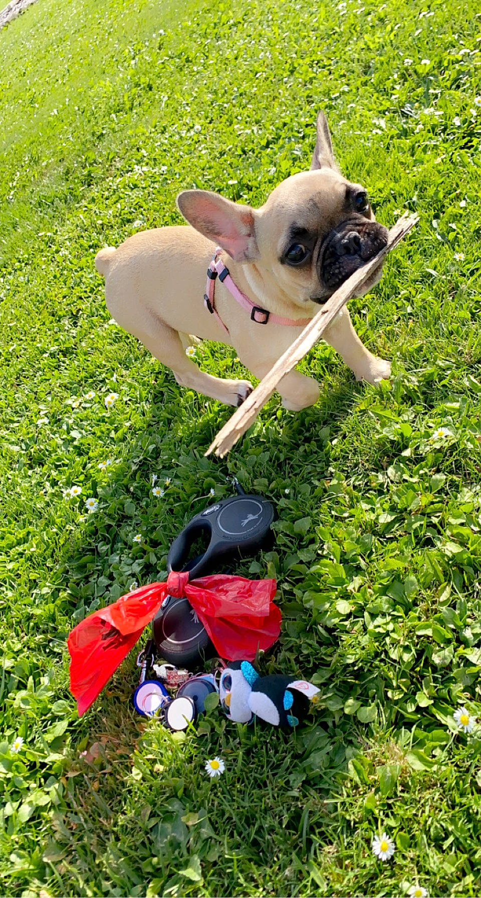 Daisy a rejoint le concours — aidez-le/la à gagner de superbes lots ! bag, bulldog, carnivore, collar, companion_dog, dog, dog_breed, dog_collar, dog_supply, fawn, grass, groundcover, lawn, luggage_and_bags, pet_supply, plant, pug, snout, toy_dog, working_animal