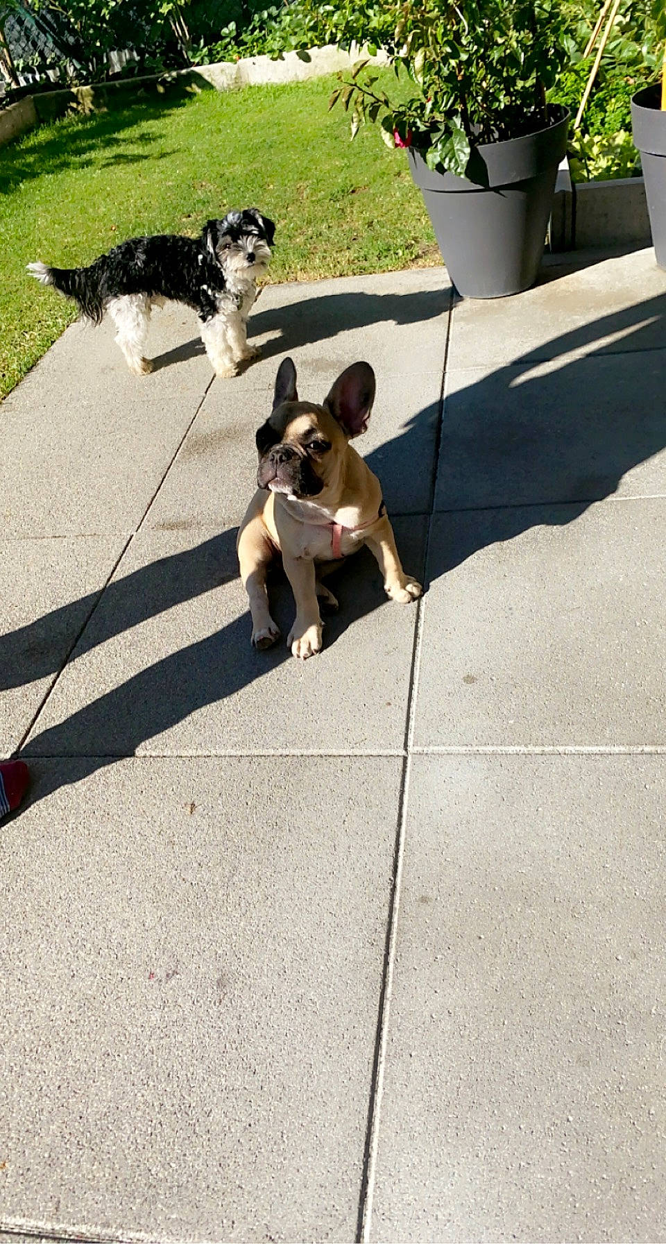 Daisy participe au concours pour gagner de l'argent avec cette photo : asphalt, carnivore, collar, companion_dog, concrete, dog, dog_breed, dog_collar, flooring, flowerpot, grass, leash, pet_supply, road, road_surface, shadow, sidewalk, tail, toy_dog, working_animal