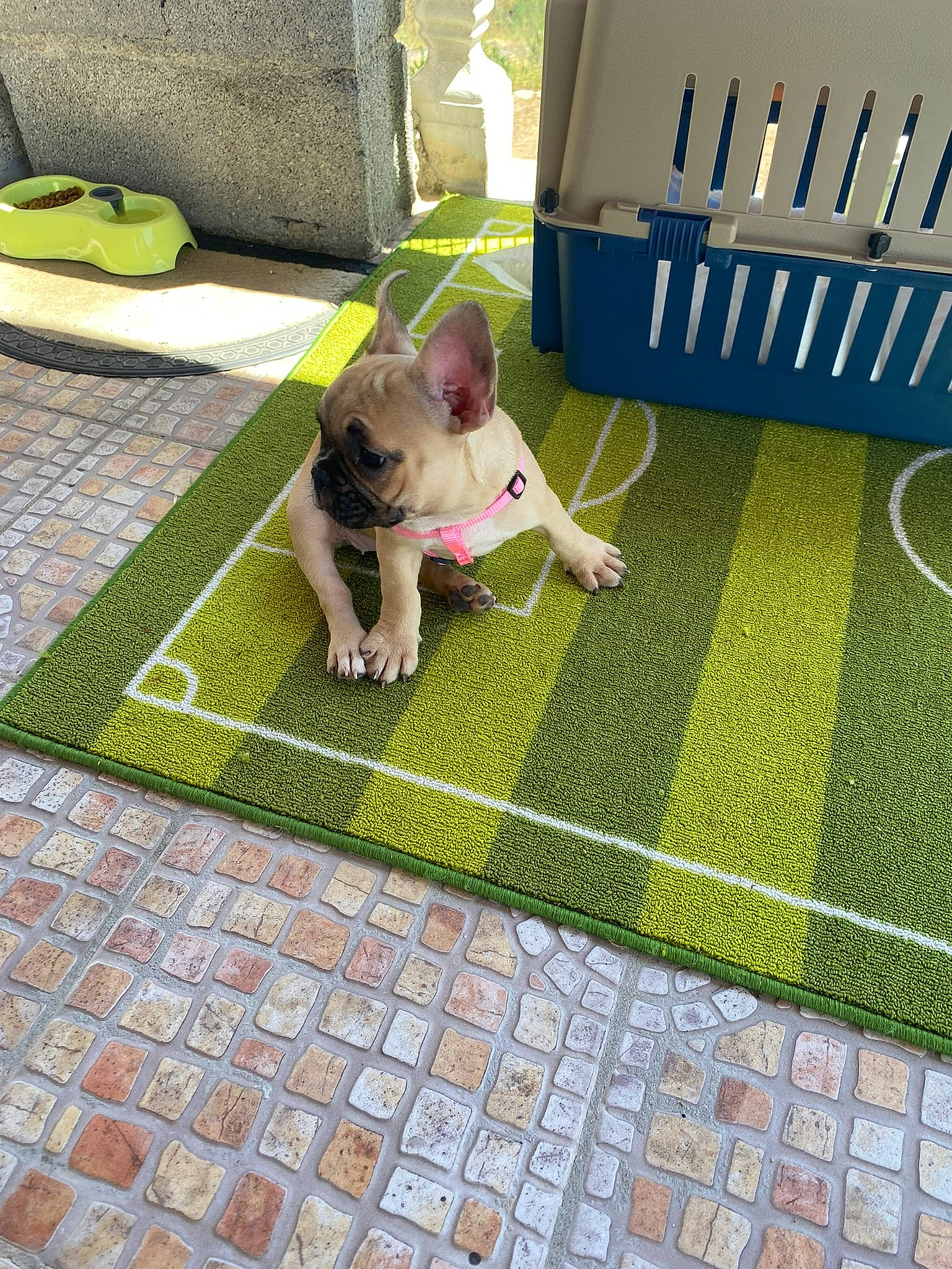 Daisy participe au concours pour gagner de l'argent avec cette photo : canidae, carnivore, companion_dog, dog, dog_breed, fawn, floor, flooring, grass, green, groundcover, pattern, plant, road_surface, sidewalk, snout, sporting_group, tail, toy_dog, working_animal