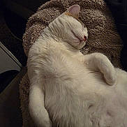 Huguette participe au concours pour gagner de l'argent avec cette photo : cat, sleeping, white_fur, fluffy, cozy, blanket, pet, indoor, relaxed, cute, animal, fur, paw, resting, comfort, domestic, mammal, whiskers, nap, feline