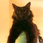 Evie joined the competition — help win amazing prizes! animal, background, black_cat, cat, closeup, curious, ears, eyes, fluffy, fur, hand, holding, indoor, mint_green, person, pet, portrait, sock, warm_lighting, whiskers
