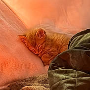 Goob is registered to the contest to win money with this photo: kitten, sleeping, orange_cat, blanket, cozy, soft, warm, furry, pet, resting, indoor, comfort, nap, cute, fur, animal, closeup, relaxation, texture, bed