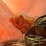 animal, bed, blanket, closeup, comfort, cozy, cute, fur, furry, indoor, kitten, nap, orange_cat, pet, relaxation, resting, sleeping, soft, texture, warm