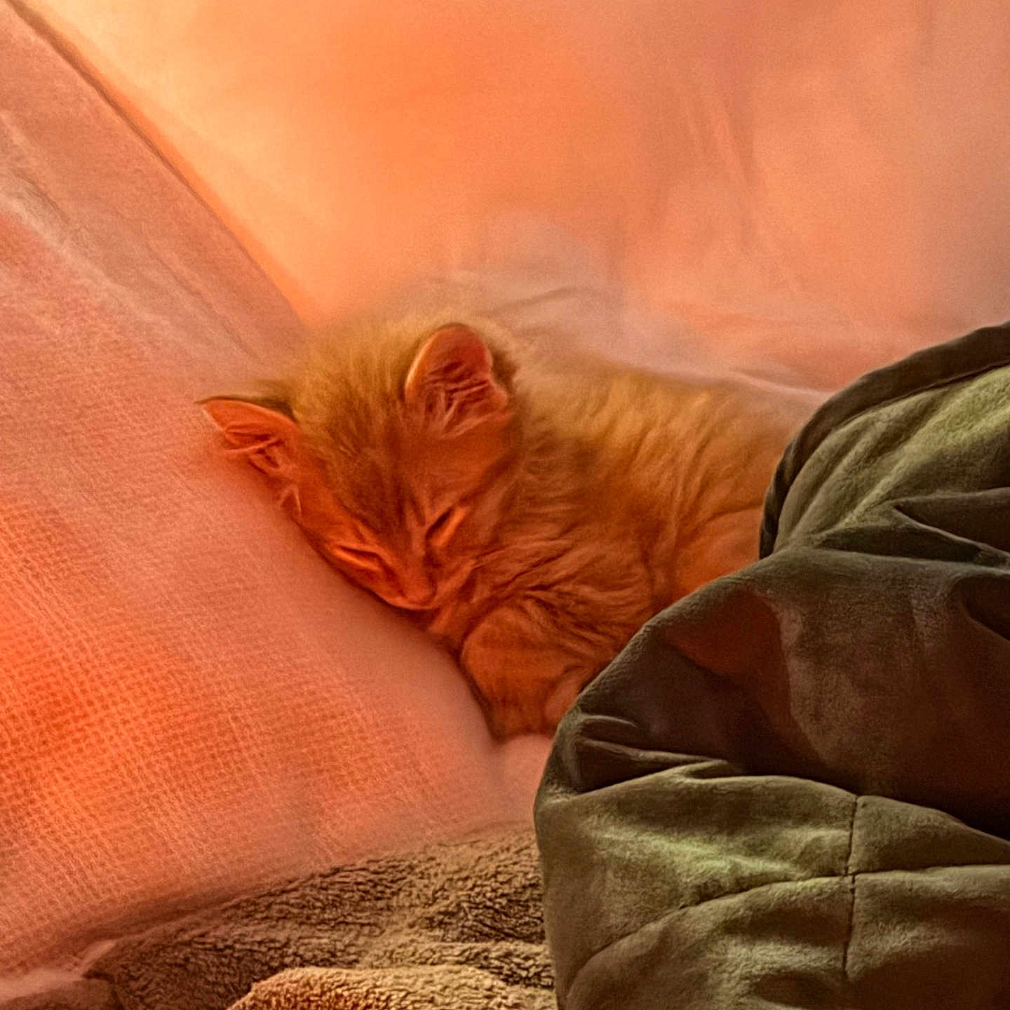 Goob is registered to the contest to win money with this photo: kitten, sleeping, orange_cat, blanket, cozy, soft, warm, furry, pet, resting, indoor, comfort, nap, cute, fur, animal, closeup, relaxation, texture, bed
