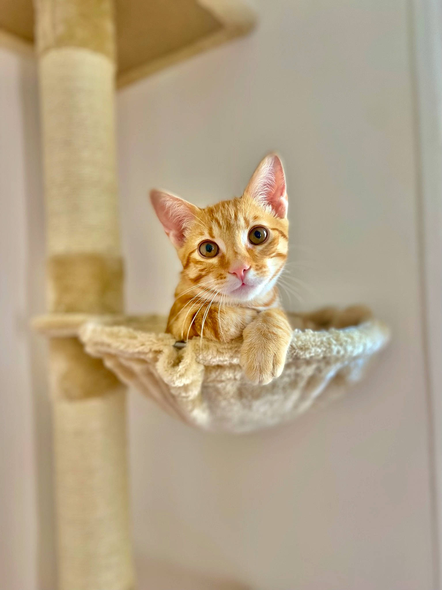 Farouk a rejoint le concours — aidez-le/la à gagner de superbes lots ! carnivore, cat, creative_arts, domestic_short_haired_cat, eye, fawn, felidae, fur, small_to_medium_sized_cats, snout, terrestrial_animal, toy, whiskers, wildlife, wood