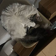 Missy is registered to the contest to win money with this photo: cardboard_box, cat, closeup, cozy, curled_up, domestic_animal, feline, fluffy, fur, gray, household, indoor, pet, quiet, relaxing, resting, sleeping, soft, tail, white