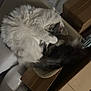 cardboard_box, cat, closeup, cozy, curled_up, domestic_animal, feline, fluffy, fur, gray, household, indoor, pet, quiet, relaxing, resting, sleeping, soft, tail, white