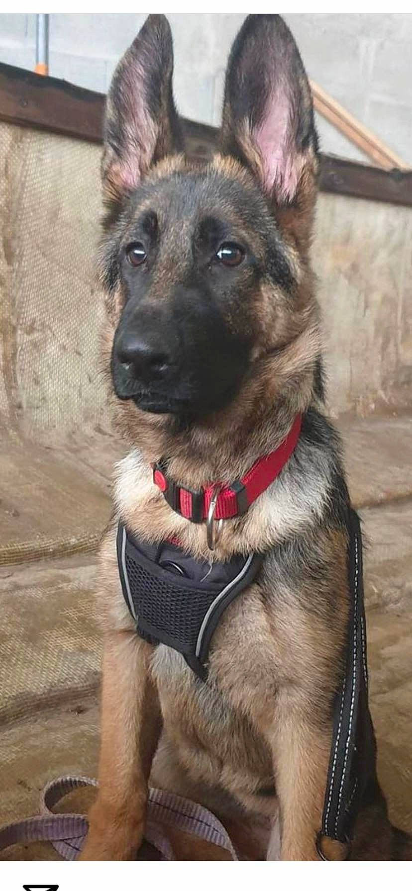 Raya participe au concours pour gagner de l'argent avec cette photo : carnivore, collar, companion_dog, dog, dog_breed, dog_collar, dog_supply, east_european_shepherd, eye, fawn, fur, german_shepherd_dog, king_shepherd, leash, pet_supply, snout, sporting_group, whiskers, working_animal, working_dog