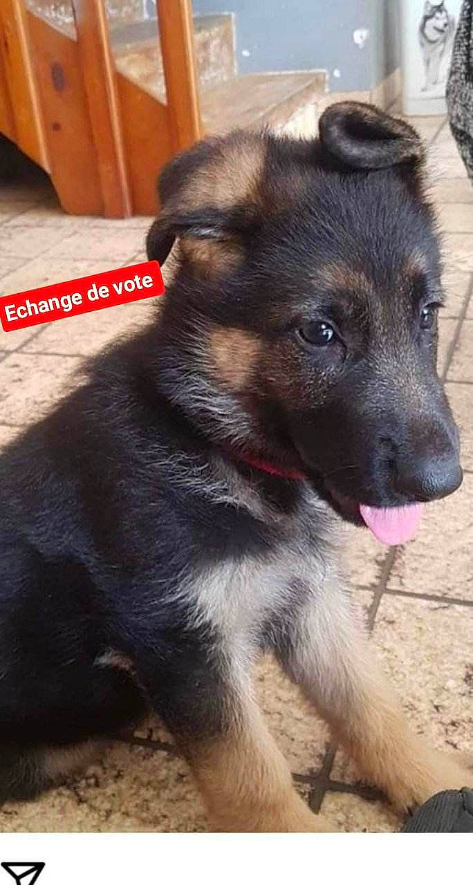 Raya a rejoint le concours — aidez-le/la à gagner de superbes lots ! canidae, carnivore, collar, companion_dog, dog, dog_breed, dog_collar, dog_supply, fawn, fur, guard_dog, hardwood, paw, pet_supply, snout, sporting_group, terrestrial_animal, whiskers, working_animal, working_dog