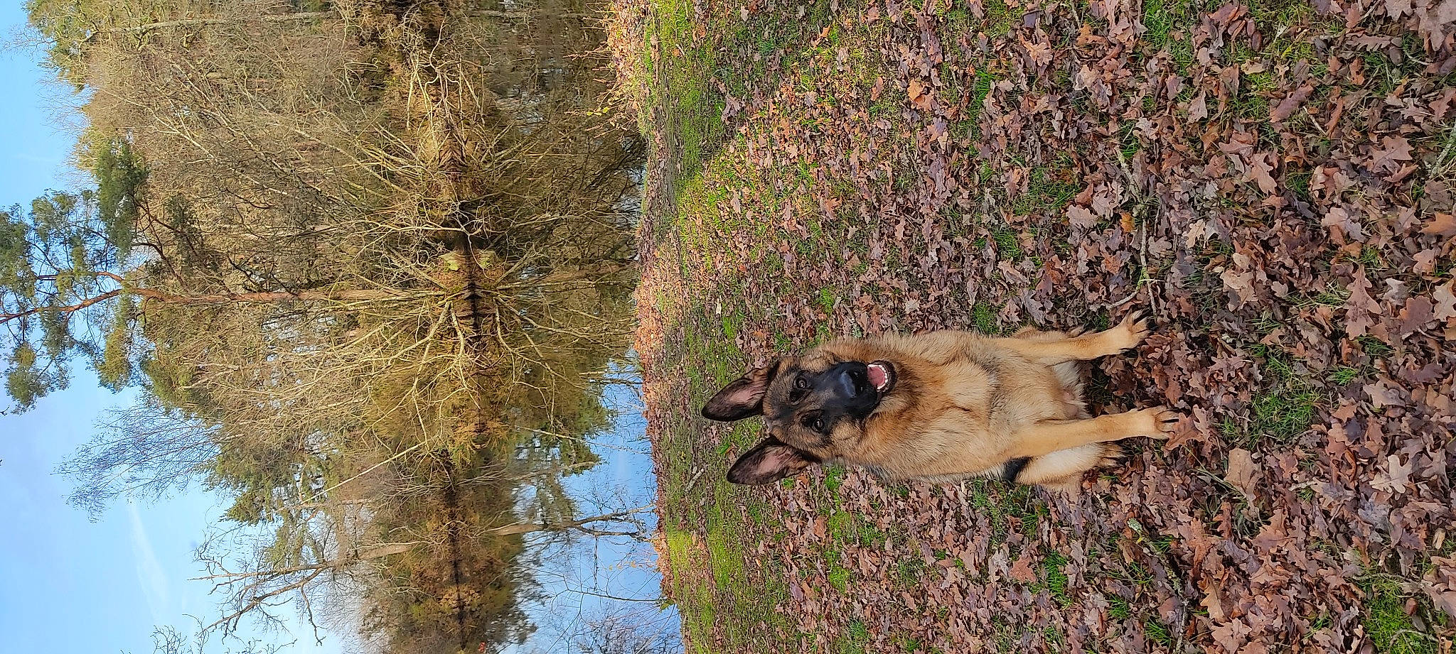 Raya a rejoint le concours — aidez-le/la à gagner de superbes lots ! bog, canidae, carnivore, companion_dog, dog, dog_breed, fawn, german_shepherd_dog, grass, herding_dog, lake, plant, sporting_group, tail, tree, vertebrate, water, wildlife, working_animal, working_dog