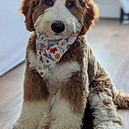Marlee is registered to the contest to win money with this photo: adorable, animal, bandana, brown, canine, companion, cute, dog, domestic_animal, floor, fluffy, fur, indoor, pet, portrait, puppy, sitting, white, wooden_floor, young_dog