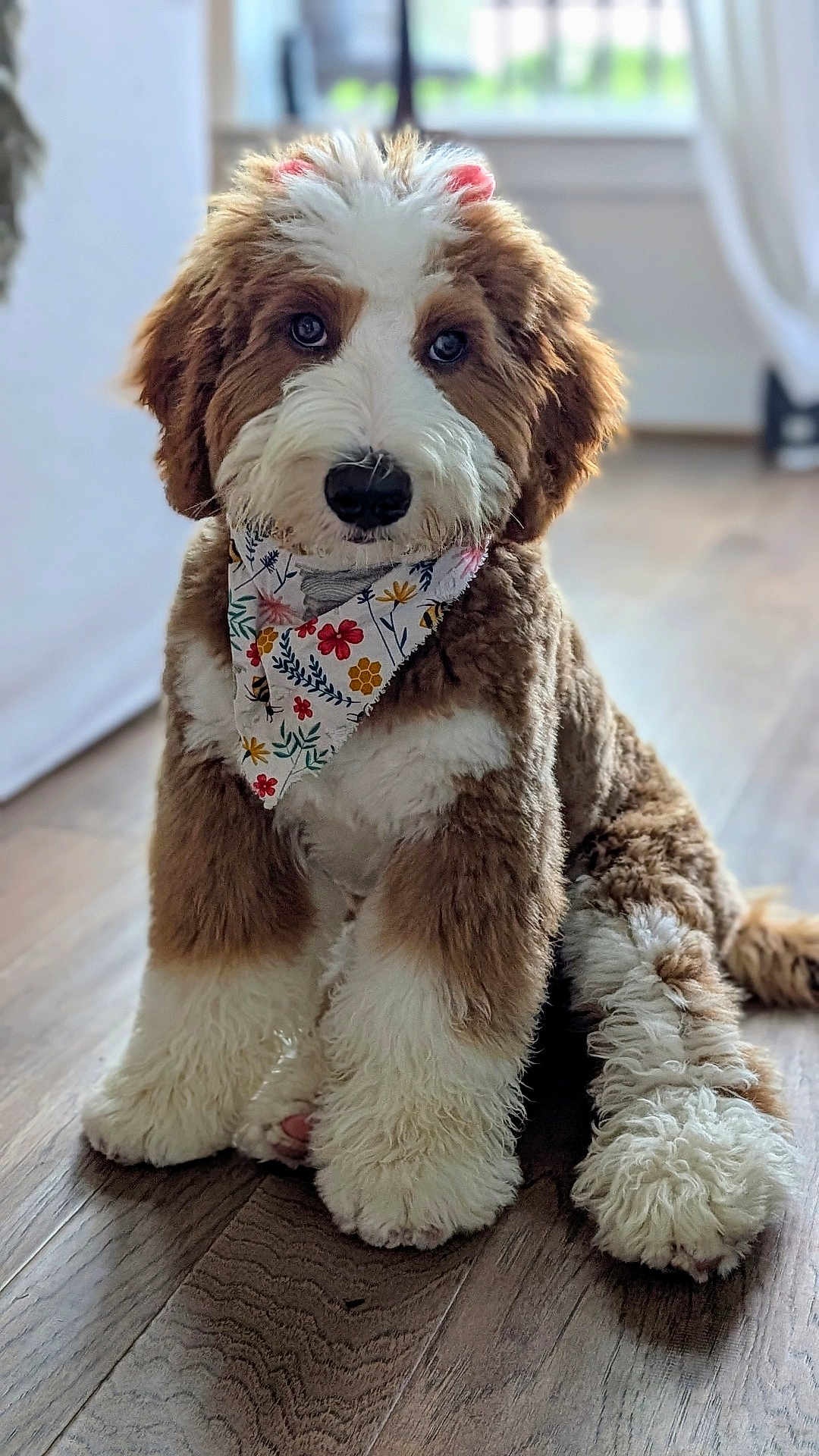 Marlee is registered to the contest to win money with this photo: adorable, animal, bandana, brown, canine, companion, cute, dog, domestic_animal, floor, fluffy, fur, indoor, pet, portrait, puppy, sitting, white, wooden_floor, young_dog