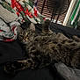 cat, tabby, indoor, bed, blanket, paw, fur, curious, relaxed, resting, fan, furniture, cozy, animal, pet, striped, sleepy, domestic, home, comfort