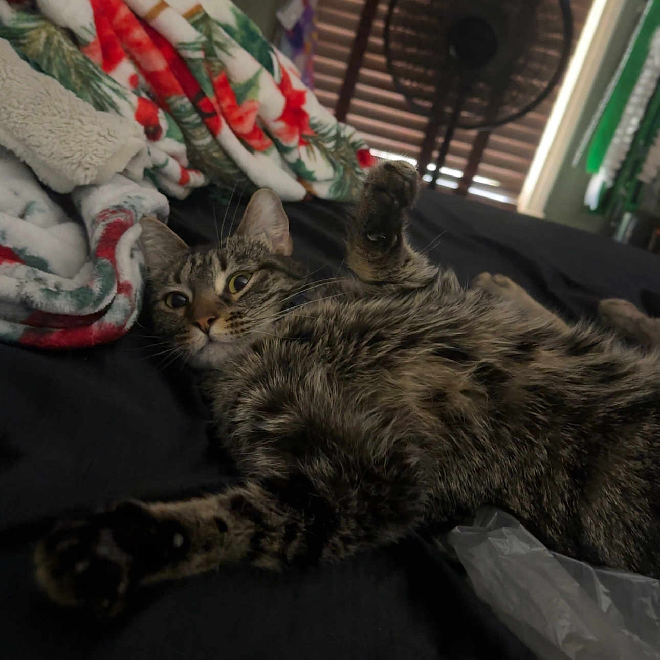 Merci Mocha is registered to the contest to win money with this photo: animal, bed, blanket, cat, comfort, cozy, curious, domestic, fan, fur, furniture, home, indoor, paw, pet, relaxed, resting, sleepy, striped, tabby