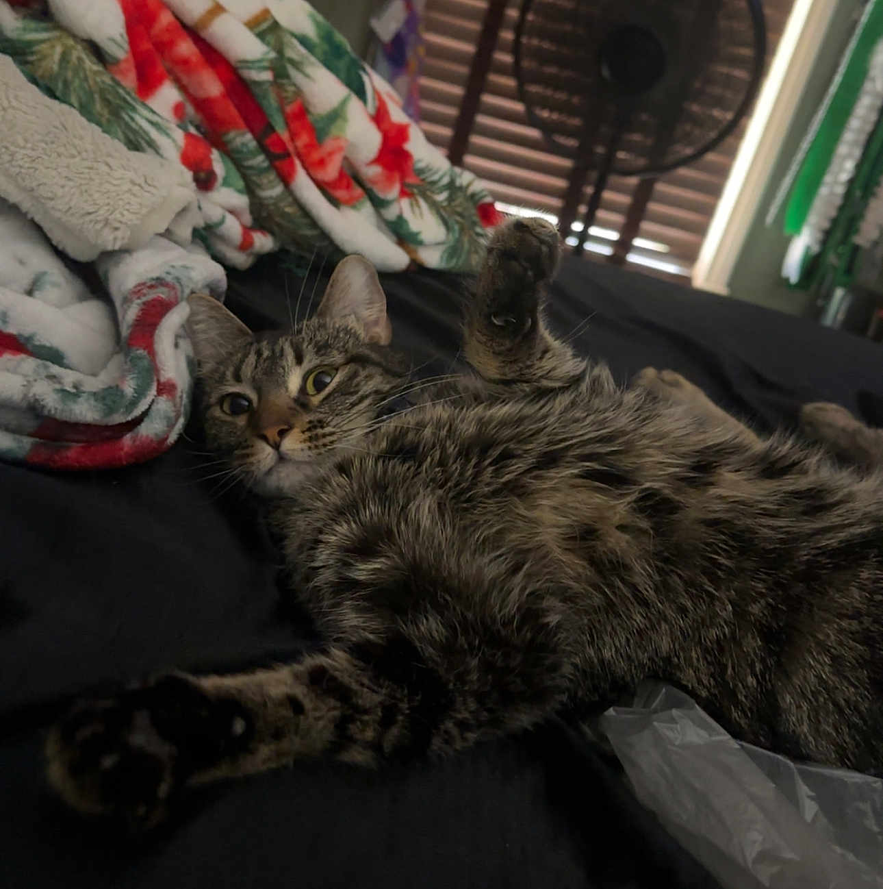 Merci Mocha is registered to the contest to win money with this photo: cat, tabby, indoor, bed, blanket, paw, fur, curious, relaxed, resting, fan, furniture, cozy, animal, pet, striped, sleepy, domestic, home, comfort