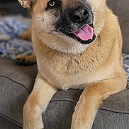 Donna is registered to the contest to win money with this photo: dog, german_shepherd, pet, canine, animal, indoors, couch, fur, tongue_out, ears_up, happy, smiling, laying_down, domestic_animal, friendly, closeup, portrait, paw, relaxed, furniture