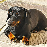 Nala participe au concours pour gagner de l'argent avec cette photo : dog, dachshund, black_and_tan, pet, outdoor, manhole_cover, sunlight, animal, canine, resting, sidewalk, pavement, small_dog, ears, legs, nails, fur, shadow, close_up, daylight