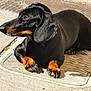 Nala participe au concours pour gagner de l'argent avec cette photo : dog, dachshund, black_dog, tan_markings, pet, animal, outdoor, sunlight, metal_grate, pavement, resting, lying_down, canine, short_legs, long_body, ears, paw, nails, side_view, relaxed