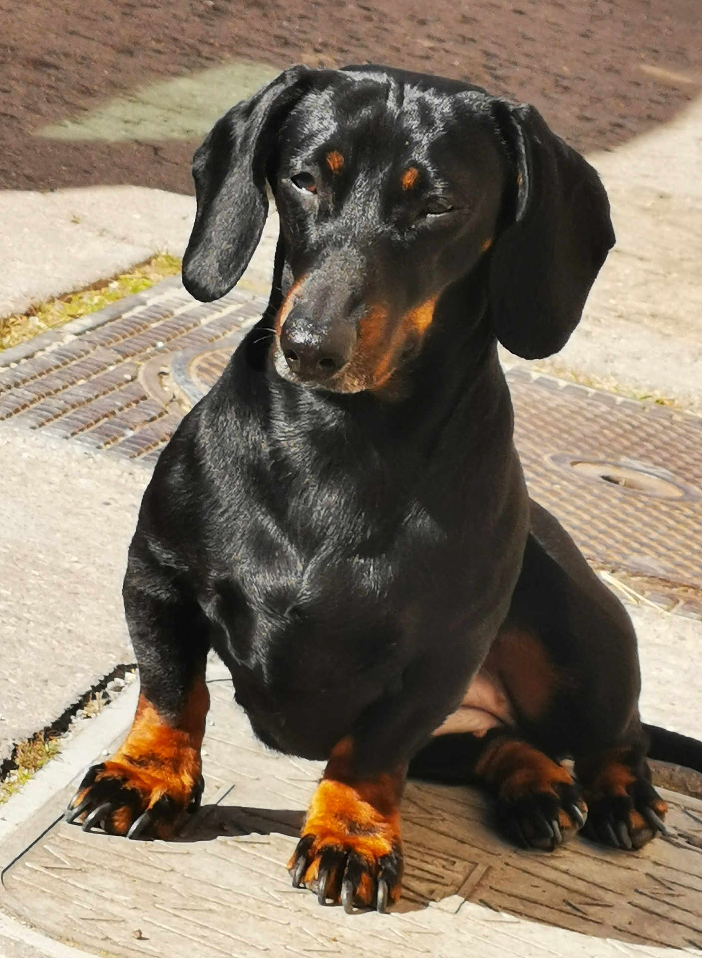 Nala participe au concours pour gagner de l'argent avec cette photo : dog, dachshund, black_and_tan, pet, animal, outdoor, sidewalk, sunlight, sitting, paw, short_legs, long_body, canine, cute, small_dog, fur, ears, snout, shadow, nature