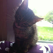 Mistigris a rejoint le concours — aidez-le/la à gagner de superbes lots !