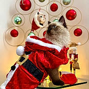 Arès a rejoint le concours — aidez-le/la à gagner de superbes lots ! cat, santa_costume, christmas, holiday, decorations, ornaments, red, white, glass_table, feline, curious, blue_eyes, festive, indoor, celebration, costume, holiday_decor, pet, fluffy, cute
