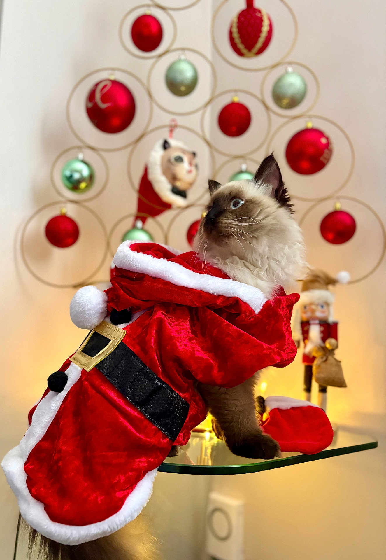 Arès a rejoint le concours — aidez-le/la à gagner de superbes lots ! cat, santa_costume, christmas, holiday, decorations, ornaments, red, white, glass_table, feline, curious, blue_eyes, festive, indoor, celebration, costume, holiday_decor, pet, fluffy, cute