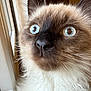 Arès participe au concours pour gagner de l'argent avec cette photo : cat, close_up, blue_eyes, fluffy, curious, indoor, window, whiskers, face, portrait, animal, pet, feline, looking, fur, nose, ears, light, expression, domestic