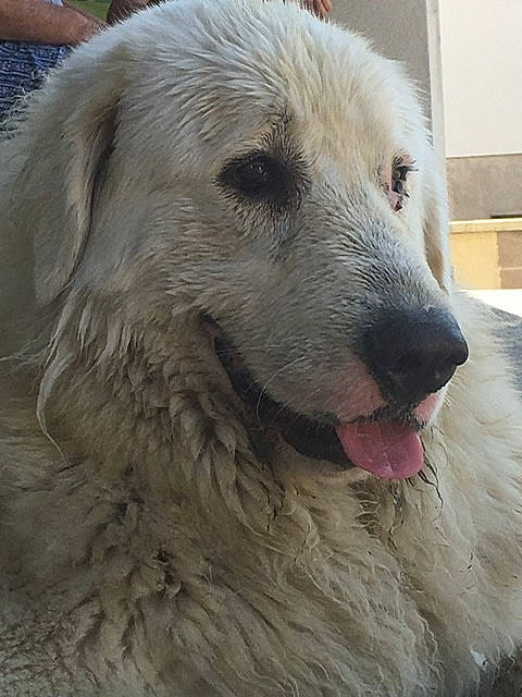 Olympe a rejoint le concours — aidez-le/la à gagner de superbes lots ! akbash_dog, canidae, carnivore, dog, dog_breed, great_pyrenees, kuvasz, livestock_guardian_dog, mammal, maremma_sheepdog, polish_tatra_sheepdog, slovak_cuvac, sporting_group, vertebrate