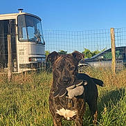 Doudou a rejoint le concours — aidez-le/la à gagner de superbes lots ! dog, brindle, grass, outdoor, toy, plush_toy, fence, bus, car, sunlight, blue_sky, animal, pet, field, nature, collar, lock, daytime, canine, playful