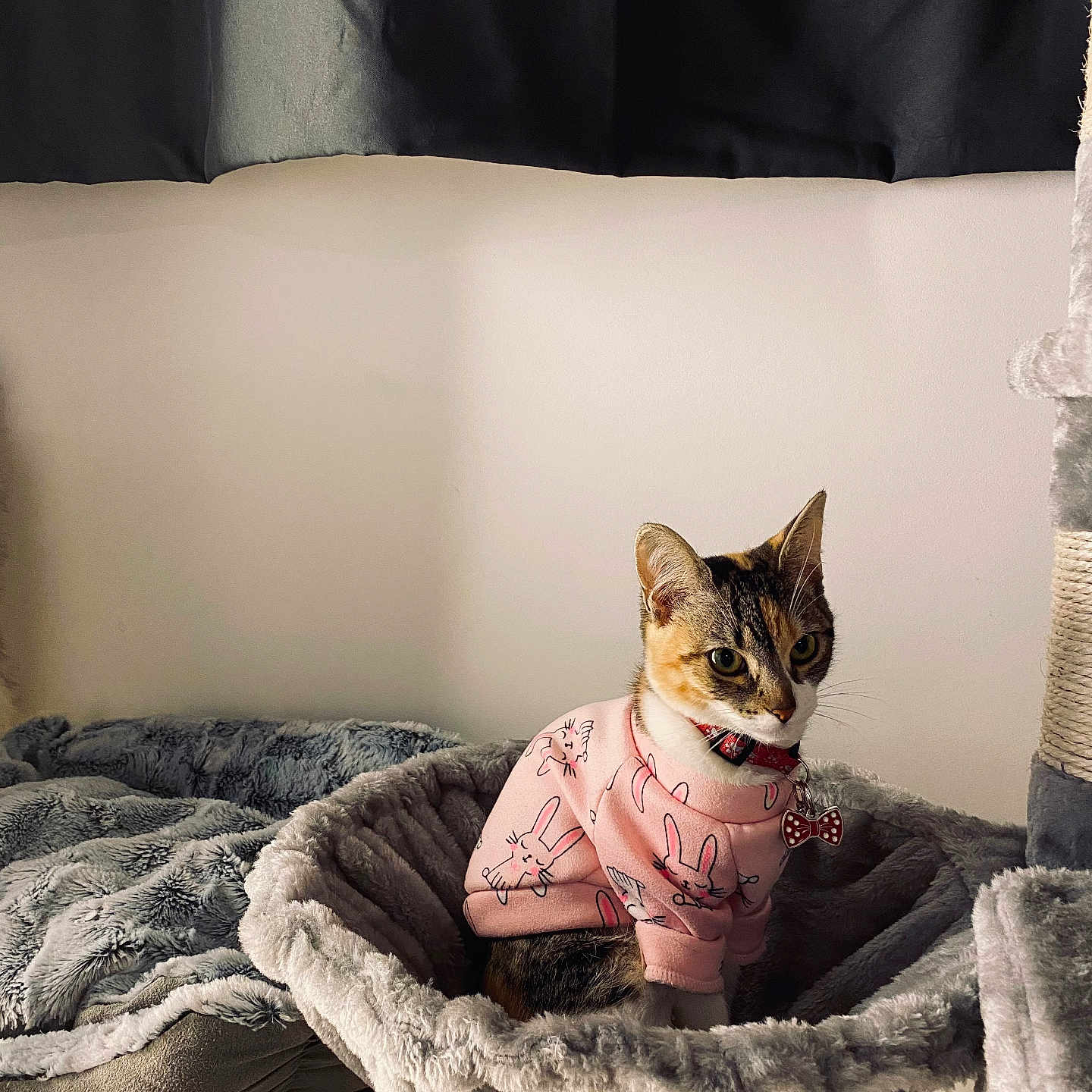 Kitty participe au concours pour gagner de l'argent avec cette photo : animal, bunny_pattern, cat, cat_bed, collar, comfortable, cozy, curtain, cute, feline, fur, home, indoor, pet, pink_sweater, plush, resting, shelf, soft_texture, warm