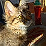 abyssinian, animal, beverage, blade, bottle, can, cat, cup, food, hydrant, juice, ketchup, kitten, knife, manx, pet, saucer, tin, waterbottle, weapon