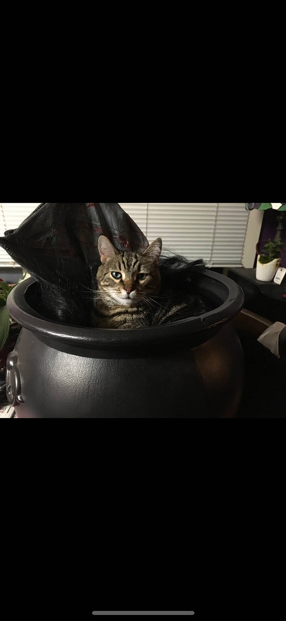 Abigail is registered to the contest to win money with this photo: automotive_design, automotive_lighting, automotive_tire, carnivore, cat, cat_supply, comfort, darkness, domestic_short_haired_cat, felidae, fur, metal, rim, small_to_medium_sized_cats, still_life_photography, tail, terrestrial_animal, whiskers, window, wood