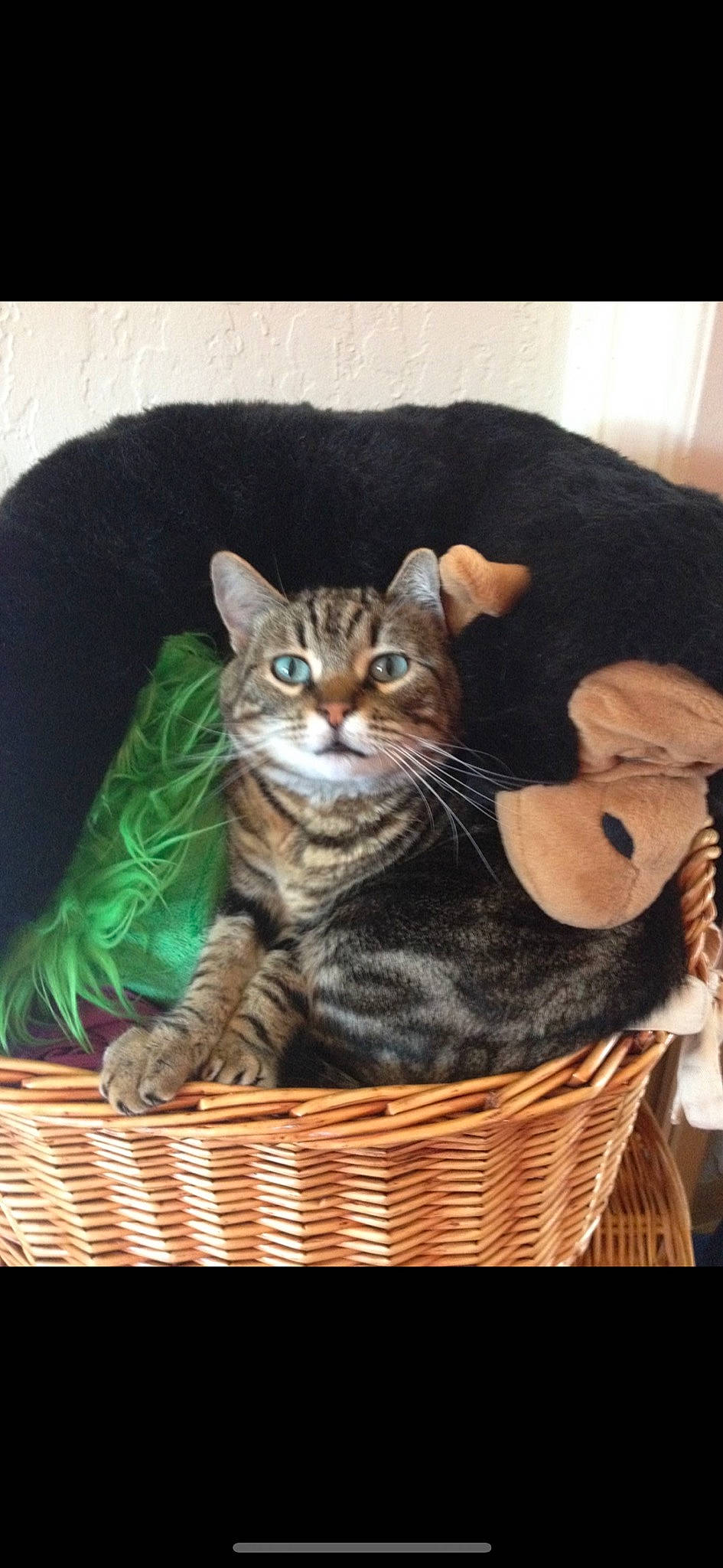 Abigail joined the competition — help win amazing prizes! bag, basket, carnivore, cat, cat_supply, comfort, domestic_short_haired_cat, felidae, fur, grass, home_accessories, pet_supply, sitting, small_to_medium_sized_cats, snout, tail, terrestrial_animal, whiskers, wicker, window